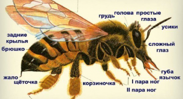 Včely dělnice jako páteř úlu